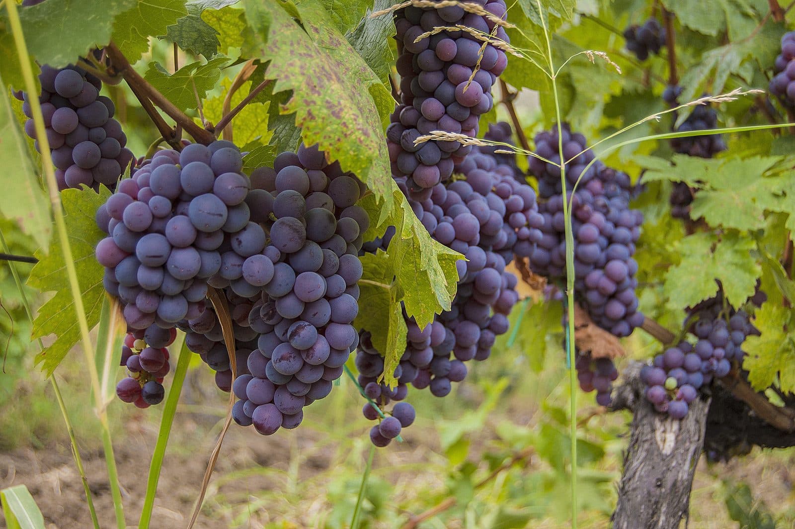 Rahovec wine ios the best in region