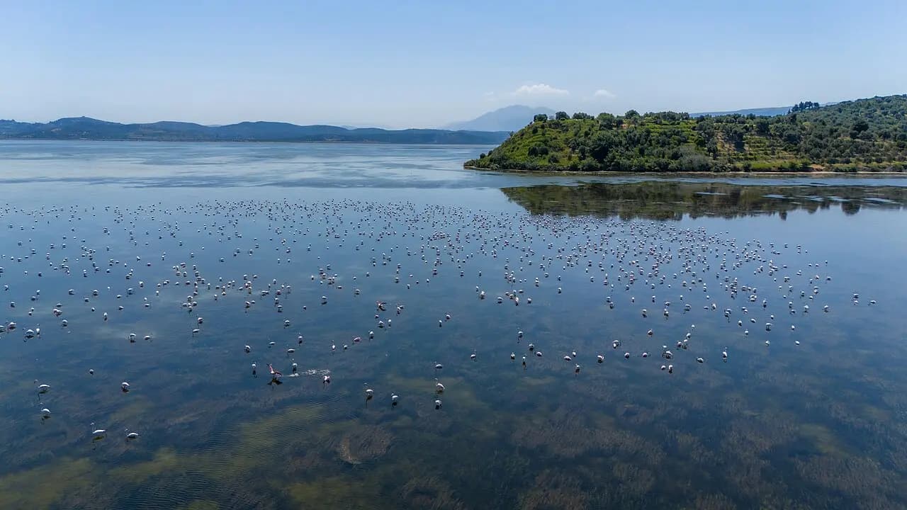 Flamingos at Narta Lagoon, Albania