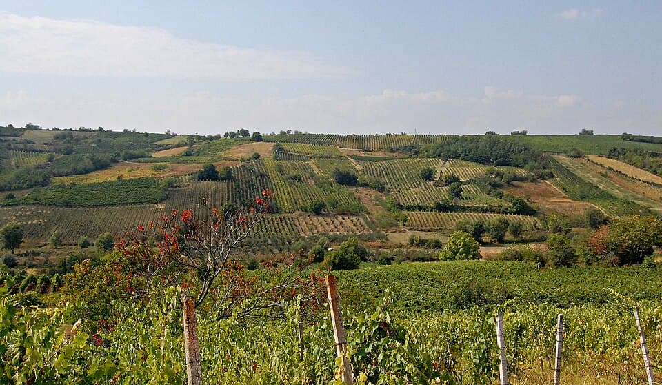 Rahovec, Kosovo vineyards