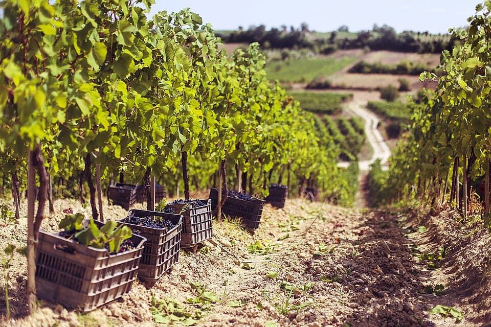 Rahovec, Kosovo vineyards