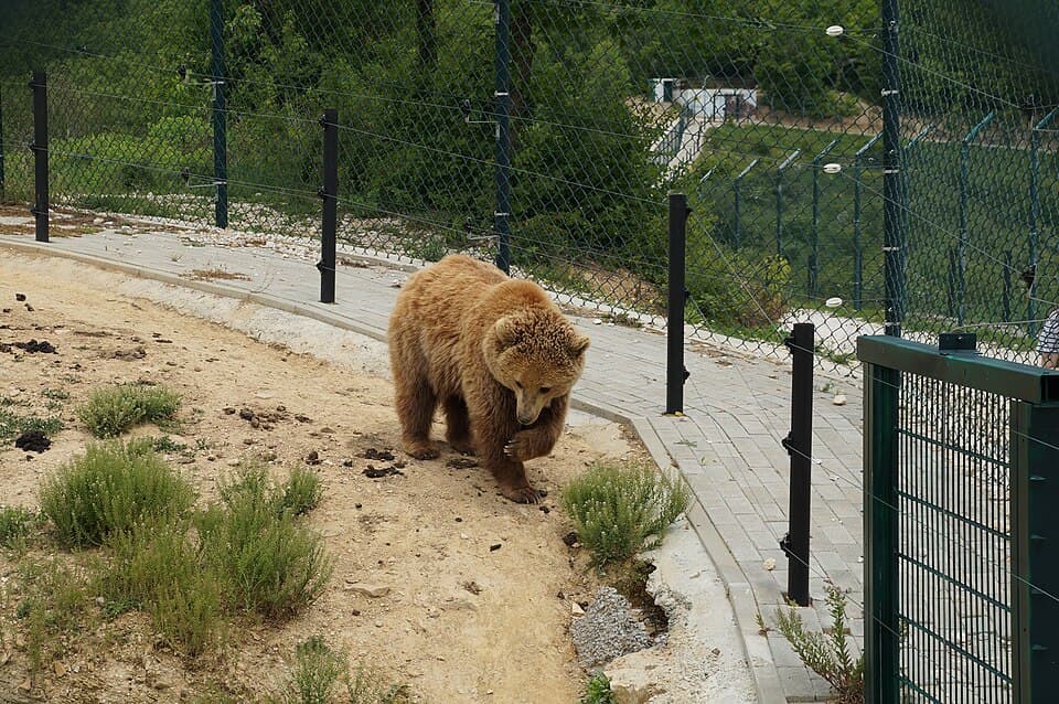 Bear Sanctuary Prishtina (FOUR PAWS)