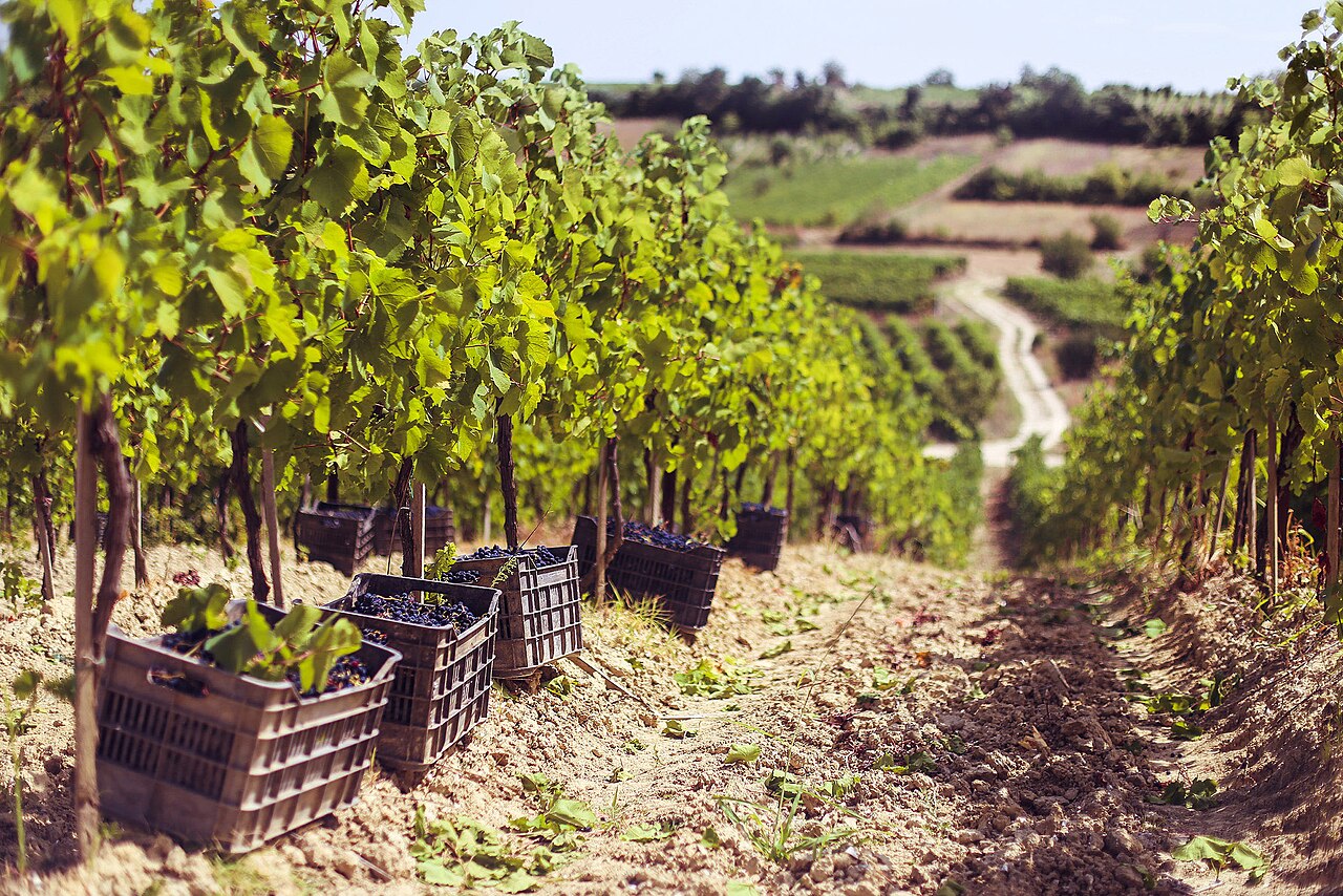 Rahovec vineyards