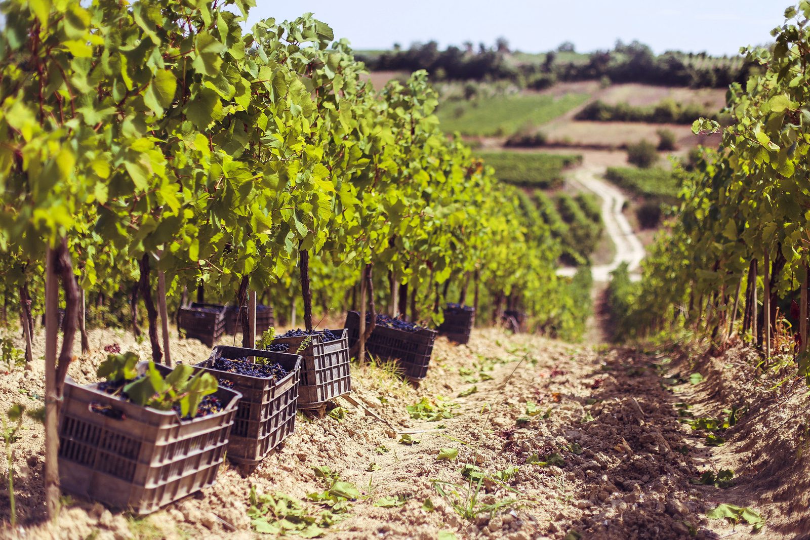 Rahovec vineyards